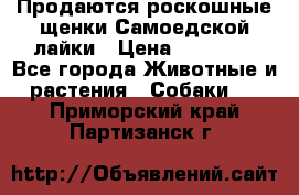 Продаются роскошные щенки Самоедской лайки › Цена ­ 40 000 - Все города Животные и растения » Собаки   . Приморский край,Партизанск г.